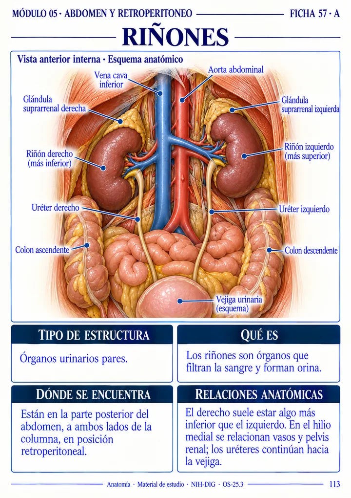 Ficha 57 A, Riñones: vista anterior interna con estructuras señaladas