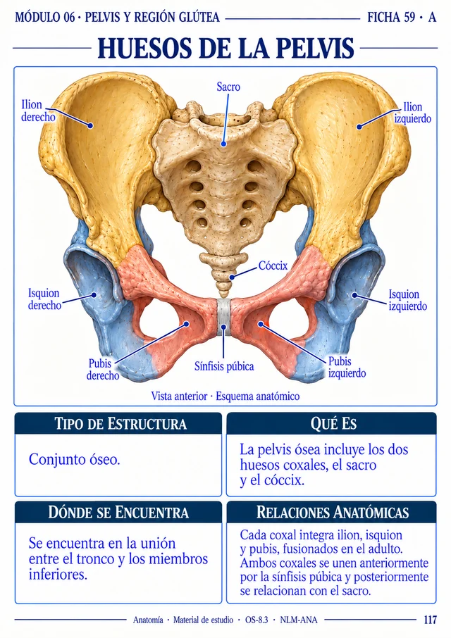 Ficha 59 A: Huesos de la pelvis