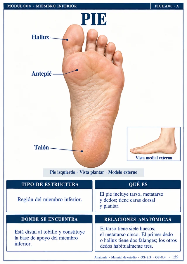Ficha 80 A: Pie